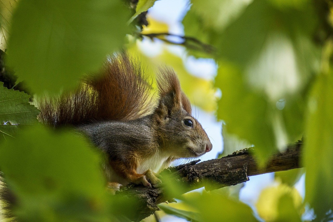 Exploring the Keepers of the Wild Nature Park in Arizona